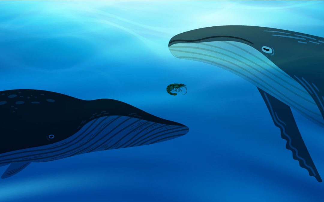 South Korea Charts Program like ‘Shrimp Between Two Whales’